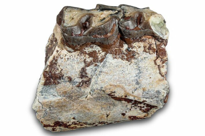 Fossil Running Rhino (Hyracodon) Jaw Section - South Dakota #281714